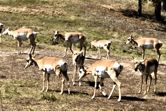 Custer State Park Antelope