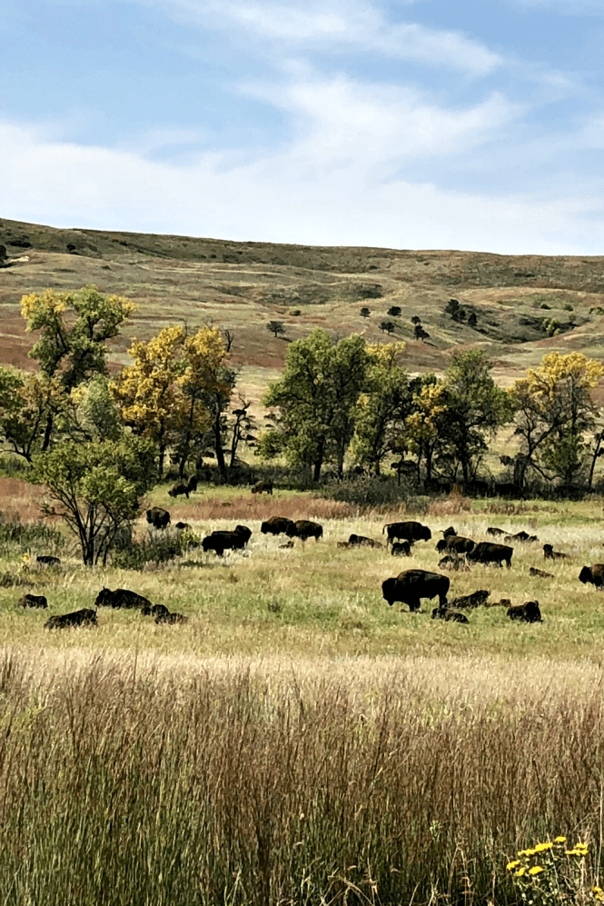 Buffalo Fields