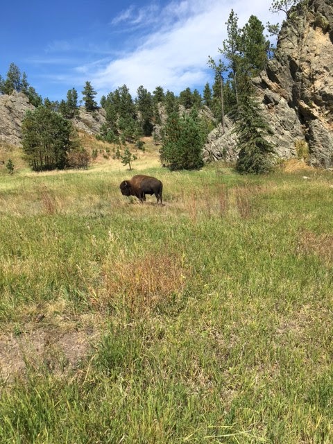Buffalo Grazine